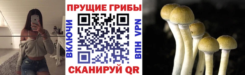 наркошоп  Нязепетровск  Псилоцибиновые грибы Cubensis 
